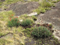 Aloe chortolirioides var. woolliana image