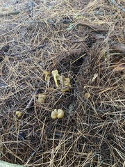 Craterellus