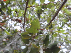 Cynipoidea