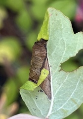 Phyllonorycter emberizaepenella
