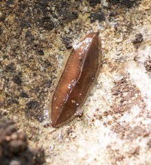 Newzealandia