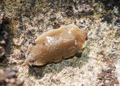 Newzealandia