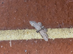 Sigilliclystis insigillata