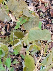 Smilax lasioneura
