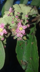 Malpighia mexicana