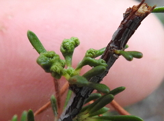 Eriophyes adenostomae