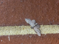 Sigilliclystis insigillata