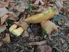 Suillellus luridus