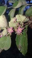 Malpighia mexicana