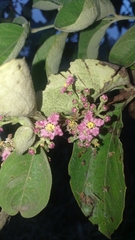 Malpighia mexicana