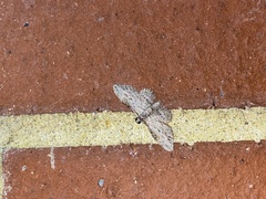 Sigilliclystis insigillata