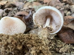 Volvariella bombycina
