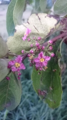 Malpighia mexicana