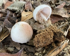 Volvariella bombycina