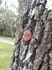 Herpothallon rubrocinctum