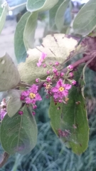 Malpighia mexicana