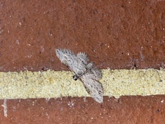 Sigilliclystis insigillata