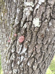 Herpothallon rubrocinctum