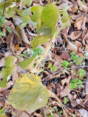 Smilax lasioneura