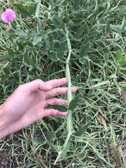 Lathyrus latifolius