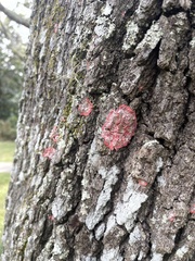 Herpothallon rubrocinctum