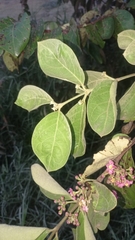 Malpighia mexicana