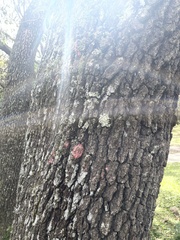 Herpothallon rubrocinctum