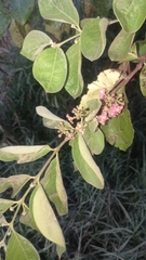 Malpighia mexicana