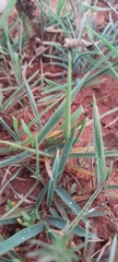 Urochloa serrata