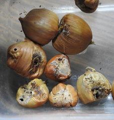 Dryocosmus rileypokei