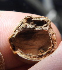 Dryocosmus rileypokei