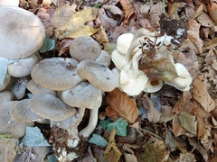 Lyophyllum decastes