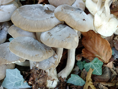 Lyophyllum decastes