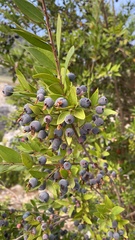 Myrtus communis