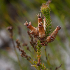 Erica gysbertii