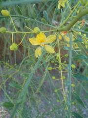 Parkinsonia aculeata