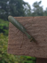 Sphodromantis