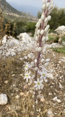 Drimia aphylla