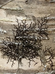 Frullania eboracensis