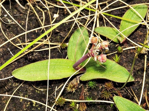 Drimiopsis comptonii image