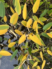 Pontederia cordata