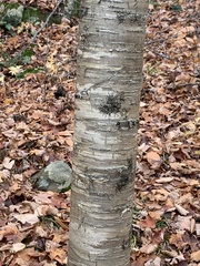 Frullania eboracensis