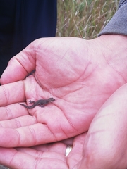 Pachydactylus geitje