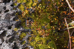 Funaria hygrometrica