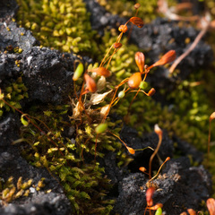 Funaria hygrometrica