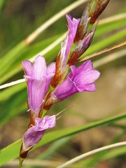 Dierama