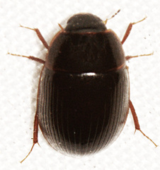 Cymbiodyta bifidus