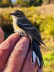 Setophaga coronata