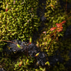 Funaria hygrometrica