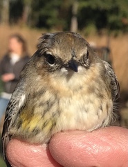 Setophaga coronata